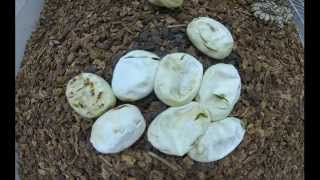 Ball Python Eggs Hatching Time Lapse [upl. by Odilia]