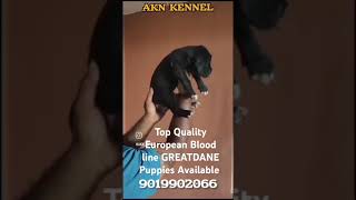 🇮🇳AKNKENNEL  The House Of Gaints Top Quality European Blood line combination Greatdane puppies Ava [upl. by Kienan685]