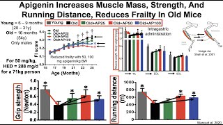 Apigenin Increases Muscle Mass And Improves Muscle Function In Both Young And Old Mice [upl. by Nemlaz]