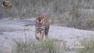 A Roaring Tiger  One of the most amazing sounds [upl. by Eustis837]