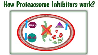 Mechanism of action proteasome inhibitors  How proteasome inhibitors work  Bortezomib MOAVelcade [upl. by Yorker]