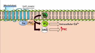 Montelukasts  Mechanism of Action [upl. by Ilowell]