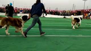 Indian champion Saint Bernard dog show India [upl. by Cnut]