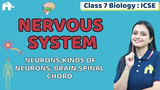 Nervous System Class 7 ICSE Biology  Selina Chapter 6  Neurons BrainSpinal Chord [upl. by Ajssatsan]