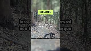 Ecco cosa HA RIPRESO la mia FOTOTRAPPOLA in un BOSCO vicino CASA [upl. by Reis409]