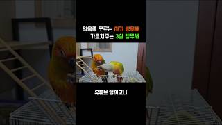 먹는법을 가르쳐주는 앵무새 코뉴어 parrot 썬코뉴어 앵무새 앵무새키우기 birds birdslover 반려동물 동물 웃긴영상 [upl. by Saidee675]