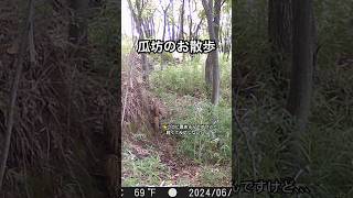 瓜坊のお散歩 ウリ坊 瓜坊 猪 trailcamera shorts [upl. by Orazal398]