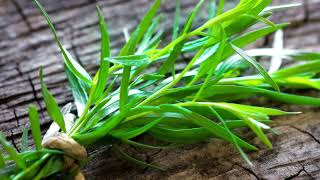 What do you use tarragon for [upl. by Piselli]