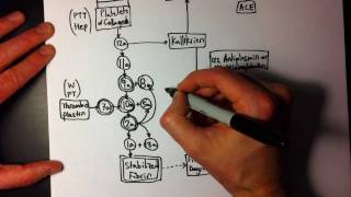 Easy Coagulation Cascade 2 of 2  A little more detail [upl. by Gwendolin]