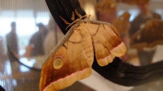 Antheraea mylitta  Saturniid Moth  Pfauenspinner [upl. by Yaffit]