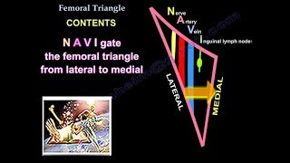 Femoral Triangle  Everything You Need To Know  Dr Nabil Ebraheim [upl. by Lamek]