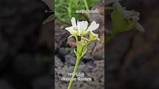 파리지옥 꽃 💝 dionaea flowers [upl. by Glaser]