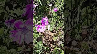 Regali della natura gli splendidi anemoni Fuchsia and purple anemone asmr anemone [upl. by Rolando]