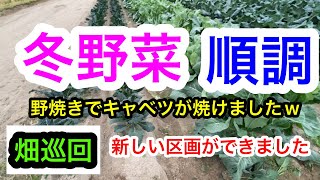 『畑巡回』花蕾が出来たら、病気に注意。2023年12月5日 [upl. by Ahsemit]