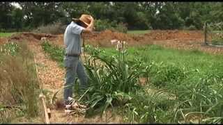 Jenks Farmers Crinum Lilies [upl. by Meridel]