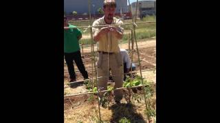 Poner tutores a los tomates y otras plantas del huerto parte 1 [upl. by Jamieson]