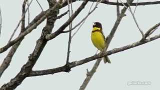 Овсянка дубровник Emberiza aureola [upl. by Aerdnaek]