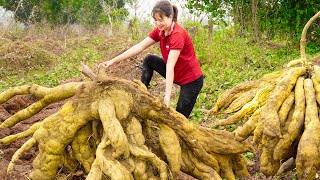 Harvest Giant Kudzu amp Cook bone soup with kudzu root Go to the market sell  Harvest and sell [upl. by Auohc]