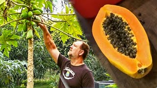 How to Grow Papaya at Home from Seed [upl. by Haroldson]