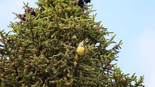 Connecticut Warbler SaxZim Bog Minnesota May 2022 [upl. by Iel]