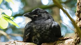 Ravens Nest In An Unusual Location Nanaimo BC [upl. by Scotti516]