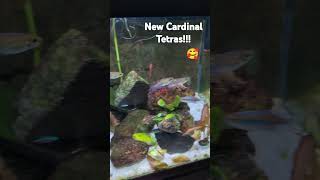 New Cardinal Tetras added to my tank with my Congo Tetras and Cherry barbs cardinaltetras fish [upl. by Cataldo646]