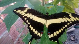 Heraclides thoas braziliensis  Papilio thoas  boroboletacaixão repost [upl. by Asilrahc]