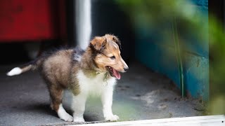 The Benefits of Enrolling Your Sheltie in Training Classes [upl. by Enomaj553]