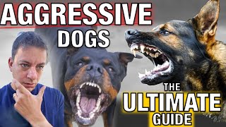 How To Stop Dog Aggression for Everyday People The Ultimate Guide [upl. by Dazraf790]