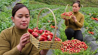 Harvest Strawberry Garden Goes to market sell  Make a dog feeder daily life live whit nature [upl. by Patin]