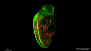 Light sheet microscopy image of motoneurons and sensory neurons of a mouse embryo [upl. by Googins224]