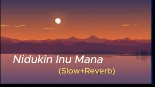 Nidukin inu mana  නිදුකින් ඉනු මැන slowedreverb [upl. by Kapeed]