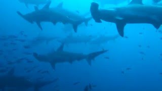 Hammerhead shark school Galapagos [upl. by Piegari628]