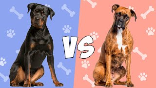 Rottweiler VS Boxer en ESPAÑOL  Quien gana [upl. by Acinimod]