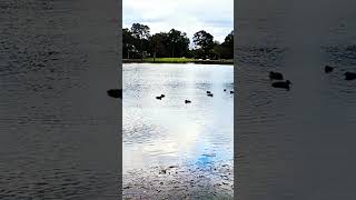 Woodcroft Lake Views shortsvedios nature birds sydney [upl. by Licec]