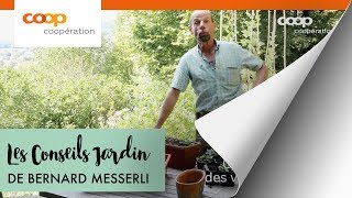 Plantez des fleurs bisannuelles au balcon  Conseils jardin [upl. by Brett]