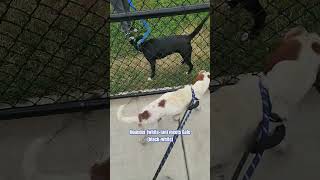 Adoptable GCAS Greensboro dogs Hounder and Gale meet through fence [upl. by Yattirb]