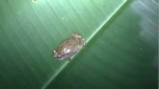 Coqui Pitito Eleutherodactylus cochranae  Whistling Coquí [upl. by Olin]