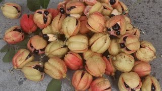 The Caribbean Deadliest fruit Ackee  Ackee benefits  what is ackee  ackee recipes  BTS [upl. by Apilef278]