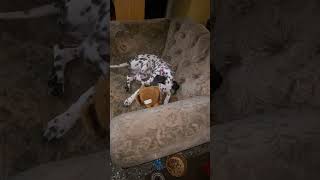 Cute puppy first night home dog happy [upl. by Runck]