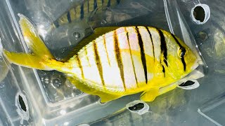 “SCHOOLING JUMBO” Golden Pilotfish Trio [upl. by Anicart]