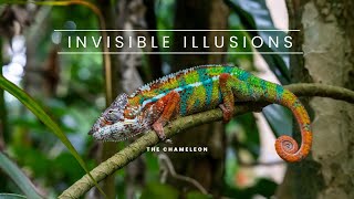 The Science Behind Chameleon Camouflage How Do They Change Colour [upl. by Armilda]