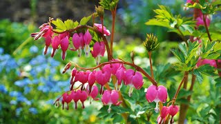 Plant Review Dicentra Gold Heart [upl. by Ecined]