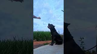 canecorso canecorsopuppies canecorsodog cane corso puppy for sale [upl. by Ahsauqram]