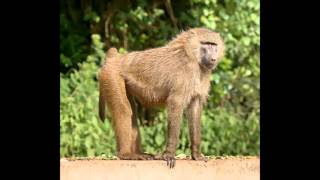 Old World monkey Cercopithecoidea [upl. by Nnaeinahpets]