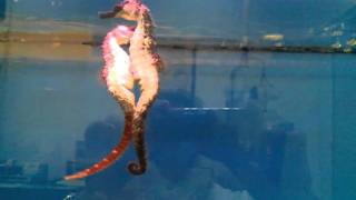 Seahorses mating [upl. by Ahsirahc]