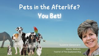 Pets in the Afterlife You Bet [upl. by Ahsikar]