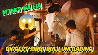 Biggest Sibbi bull unloading 😱 cattlesjunoon agcf livestock 2024 animals unloading cattlefarm [upl. by Tobey834]