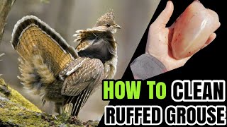 How to clean a ruffed grouse [upl. by Frederica]