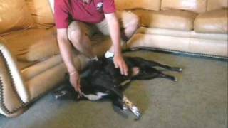 Paul Pipitone Evaluates New Foster Dog that Nips at Other Dogs and Addresses the Issues [upl. by Shepp]